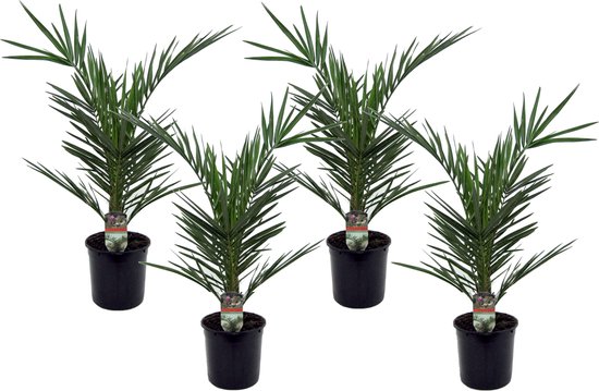 Plant in a Box - Set van 4 Canarische Dadelpalmen - 50-60cm