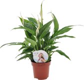 Plant in a Box - Spathiphyllum 'Lepelplant' - Luchtzuiverend - Kamerplant - Pot 12cm - Hoogte 30-45cm