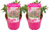 Plant in a Box - Buddleja Candy Little Ruby - Set van 2 - Buddleja davidii - Vlinderstruik Winterhard - Rode Bloemen - Pot 19cm - Hoogte 30-40cm