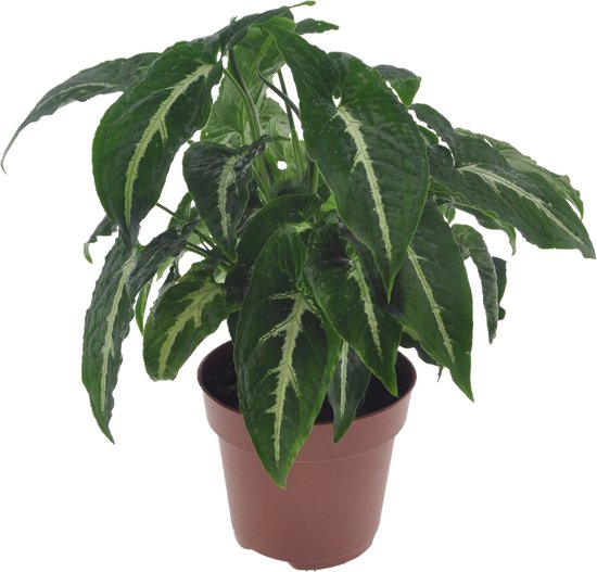 Syngonium – Wendlandii – Pijlpuntplant – Hoogte 20-30cm