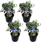 Plant in a Box - Olea Europaea - Set van 4 - Winterharde olijfstruiken - Pot 14cm - Hoogte 25-40cm