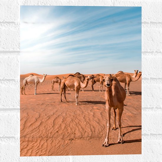 Muursticker - Dromedarissen in de Woestijn - 30x40 cm Foto op Muursticker