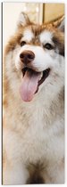 WallClassics - Dibond - Bruine Husky Hond met Uitstekende Tong - 40x120 cm Foto op Aluminium (Met Ophangsysteem)