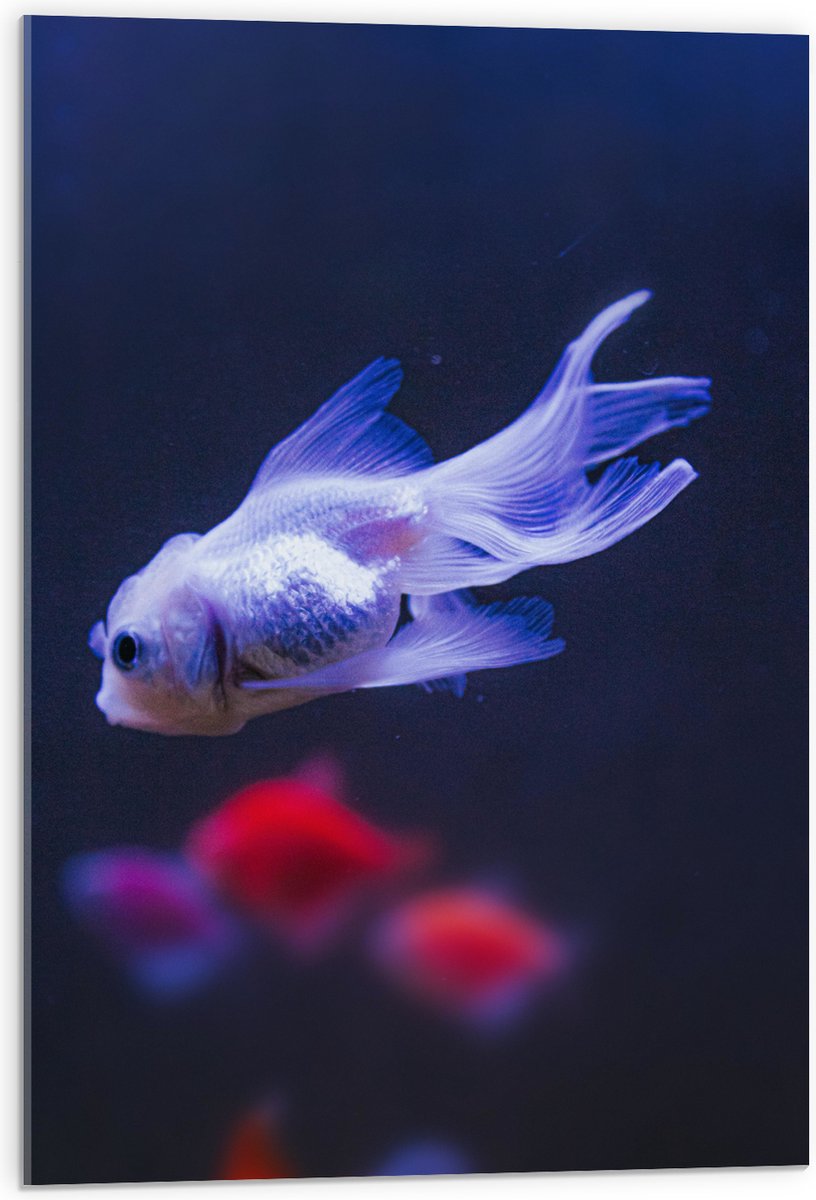 Acrylglas - Mooie Witte Vis in het Aquarium - 50x75 cm Foto op Acrylglas (Wanddecoratie op Acrylaat)
