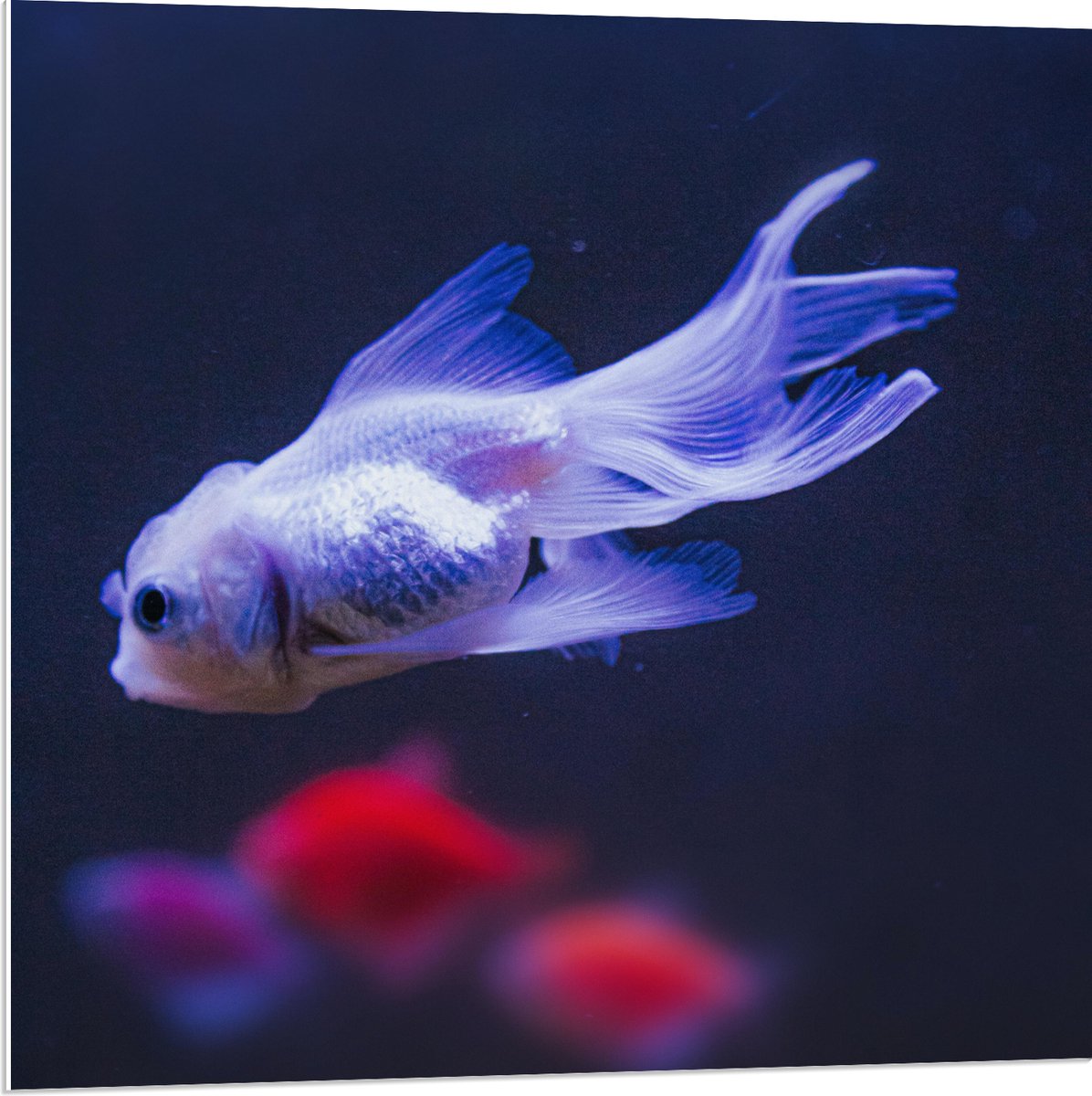 PVC Schuimplaat- Mooie Witte Vis in het Aquarium - 80x80 cm Foto op PVC Schuimplaat
