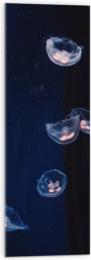 WallClassics - Acrylglas - Doorzichtige Kwallen op Blauwe Achtergrond - 30x90 cm Foto op Acrylglas (Met Ophangsysteem)