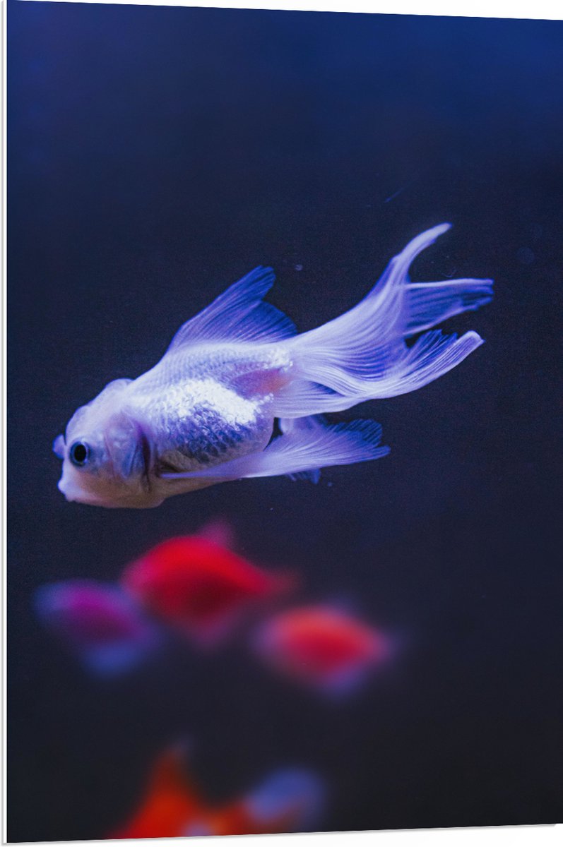PVC Schuimplaat- Mooie Witte Vis in het Aquarium - 70x105 cm Foto op PVC Schuimplaat