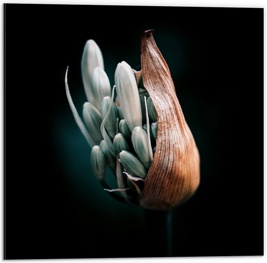 Dibond - Groene Bloemen Groeiend uit Plant - 50x50 cm Foto op Aluminium (Wanddecoratie van metaal)
