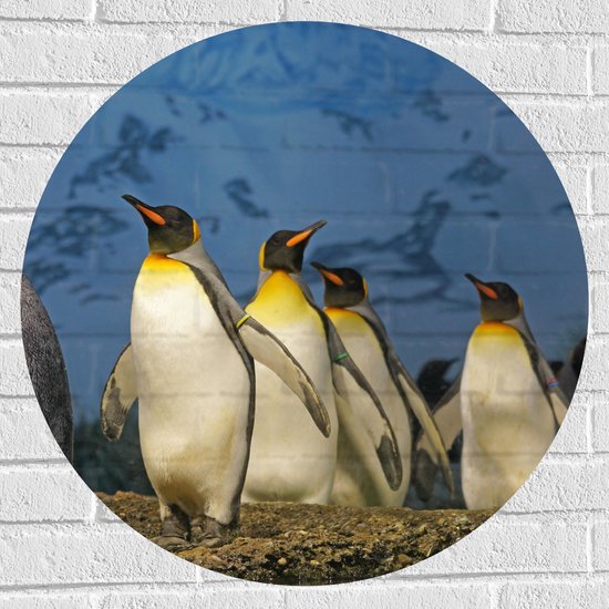 WallClassics - Muursticker Cirkel - Groep Pingiuns onder aan de Sneeuwberg - 70x70 cm Foto op Muursticker