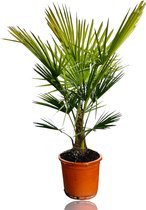 Tropictrees - Palmboom - Trachycarpus Fortunei - Plant - Winterhard - Pot ⌀ 32cm - Hoogte ca. 140cm