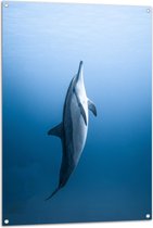 Tuinposter – Verticaal Zwemmende Dolfijn - 80x120 cm Foto op Tuinposter (wanddecoratie voor buiten en binnen)