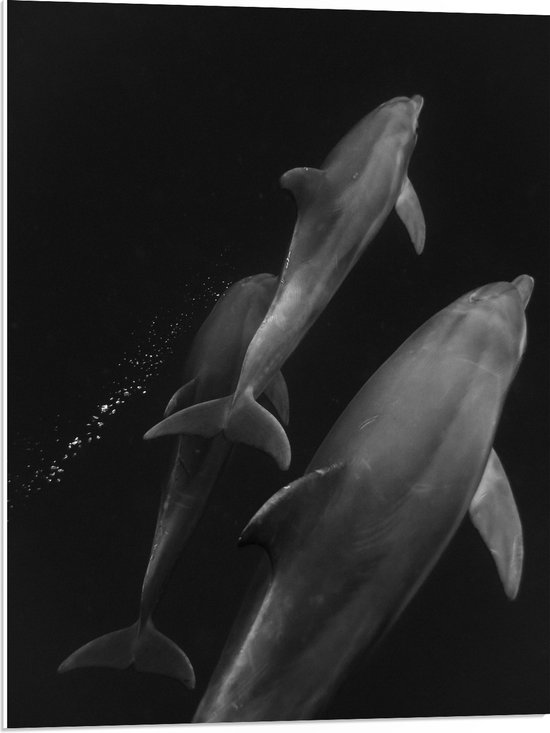 PVC Schuimplaat- Zwemmende Dolfijnen van Boven in Zwart-Wit - 60x80 cm Foto op PVC Schuimplaat