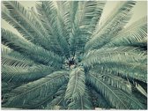 Poster (Mat) - Groene Varens - 40x30 cm Foto op Posterpapier met een Matte look