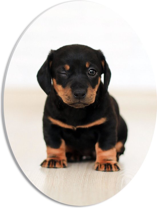 WallClassics - PVC Schuimplaat Ovaal - Knipogende Rottweiler Puppy in Lichte Omgeving - 30x40 cm Foto op Ovaal (Met Ophangsysteem)