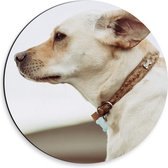 Dibond Muurcirkel - Zijaanzicht Witte Hond - 30x30 cm Foto op Aluminium Muurcirkel (met ophangsysteem)