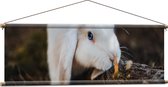 Textielposter - Wit Konijntje Snuffelend bij Tak met Bladeren - 120x40 cm Foto op Textiel