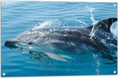 Tuinposter – Zwemmende Dolfijn in de Zee - 90x60 cm Foto op Tuinposter (wanddecoratie voor buiten en binnen)