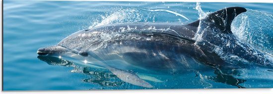Dibond - Zwemmende Dolfijn in de Zee - 90x30 cm Foto op Aluminium (Met Ophangsysteem)
