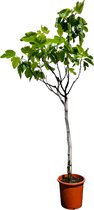 Tropictrees - Vijgenboom - Ficus Carica - Vijgen - Eetbaar - Donkere Vijg - Hoogte ca. 160cm