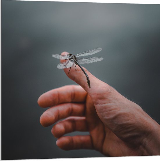 Dibond - Libellen op een Hand - 80x80 cm Foto op Aluminium (Met Ophangsysteem)