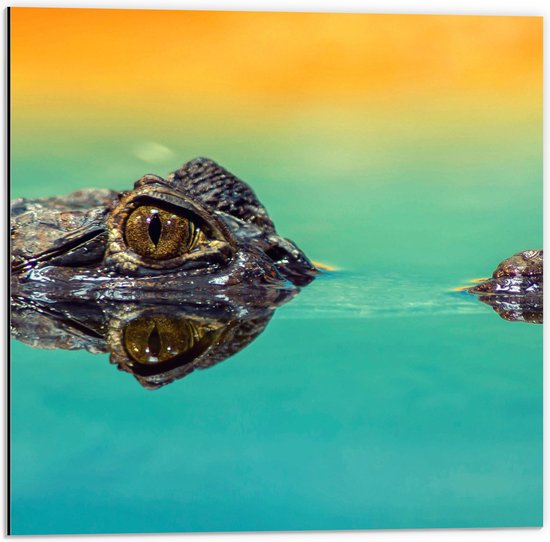 WallClassics - Dibond - Kleine Alligator aan Blauw Wateroppervlak met Oranje Lucht - 50x50 cm Foto op Aluminium (Met Ophangsysteem)