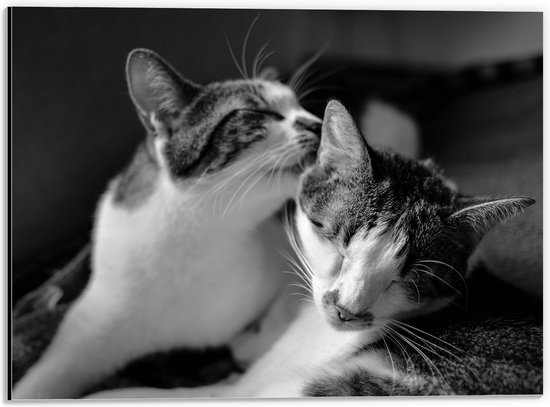 WallClassics - Dibond - Kat Likkend aan Katten Vriend (Zwart-wit) - 40x30 cm Foto op Aluminium (Wanddecoratie van metaal)