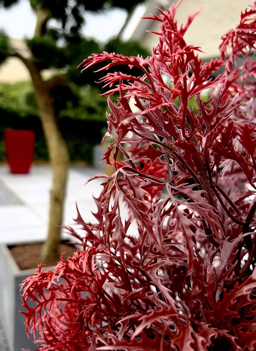 Buiten kunstplant Ming Aralia Burgundy uv-bestendig