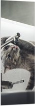 WallClassics - Vlag - Grijze Kat drinkend uit Kraan - 40x120 cm Foto op Polyester Vlag
