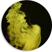 WallClassics - PVC Schuimplaat Muurcirkel - Gele Kwal tegen Zwarte Achtergrond - 30x30 cm Foto op Muurcirkel (met ophangsysteem)