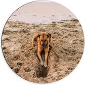 Dibond Muurcirkel - Gravende Hond op het Strand - 70x70 cm Foto op Aluminium Muurcirkel (met ophangsysteem)