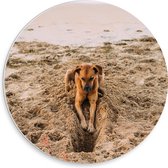 PVC Schuimplaat Muurcirkel - Gravende Hond op het Strand - 30x30 cm Foto op Muurcirkel (met ophangsysteem)