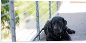 WallClassics - Dibond - Liggendde Hond op Stoep - 100x50 cm Foto op Aluminium (Met Ophangsysteem)