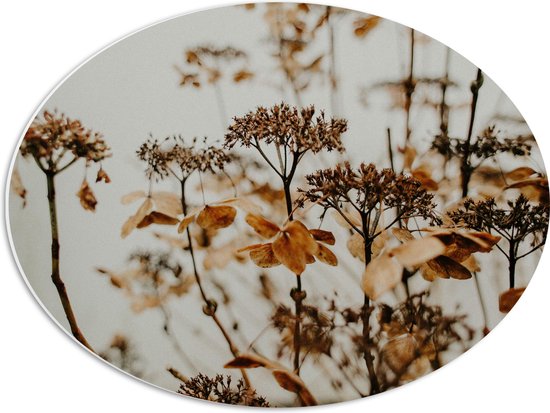 PVC Schuimplaat Ovaal - Bruine Bloemen en Planten met Grijze Achtergrond - 56x42 cm Foto op Ovaal (Met Ophangsysteem)