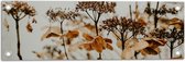 Tuinposter – Bruine Bloemen en Planten met Grijze Achtergrond - 60x20 cm Foto op Tuinposter (wanddecoratie voor buiten en binnen)