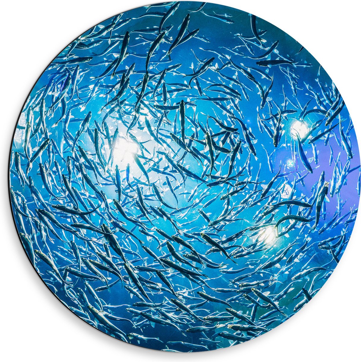 Dibond Muurcirkel - School Vissen in een Groot Aquarium - 50x50 cm Foto op Aluminium Muurcirkel (met ophangsysteem)