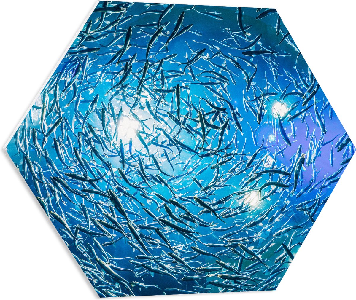 PVC Schuimplaat Hexagon - School Vissen in een Groot Aquarium - 60x52.2 cm Foto op Hexagon (Met Ophangsysteem)