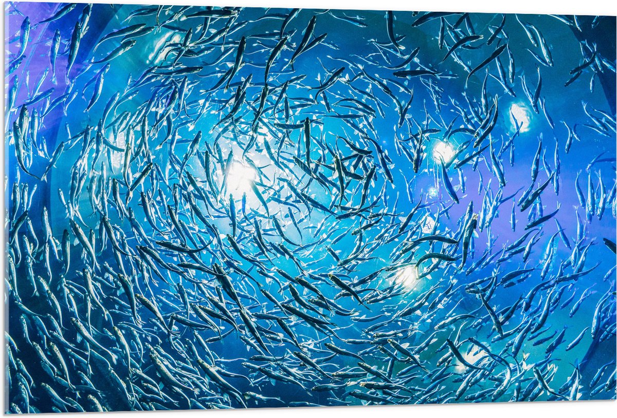 Acrylglas - School Vissen in een Groot Aquarium - 105x70 cm Foto op Acrylglas (Wanddecoratie op Acrylaat)