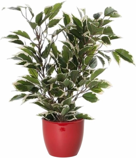 Groen/witte ficus kunstplant 40 cm met plantenpot wijnrood D13.5 en H12.5 cm
