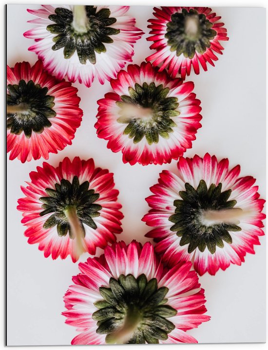 Dibond - Onderkant van Roze met Witte Bloemen op Witte Achtergond - 60x80 cm Foto op Aluminium (Met Ophangsysteem)