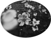 PVC Schuimplaat Ovaal - Bloemen in het Zwart-Wit - 108x81 cm Foto op Ovaal (Met Ophangsysteem)