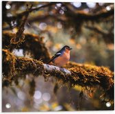 Tuinposter – Kleine Blauw-Oranje Vogel op een Tak - 50x50 cm Foto op Tuinposter (wanddecoratie voor buiten en binnen)