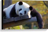 WallClassics - Canvas - Uitrustende Panda op Houten Vlonder - 60x40 cm Foto op Canvas Schilderij (Wanddecoratie op Canvas)