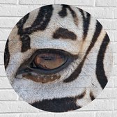 Muursticker Cirkel - Close-up van Zebra met Bruin Oog - 70x70 cm Foto op Muursticker