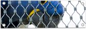 Tuinposter – Blauw Gele Papegaai achter Hek - 60x20 cm Foto op Tuinposter (wanddecoratie voor buiten en binnen)