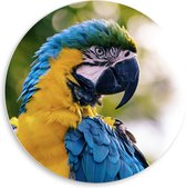 WallClassics - PVC Schuimplaat Muurcirkel - Wegkijkende Blauw met Gele Are Papegaai - 50x50 cm Foto op Muurcirkel (met ophangsysteem)