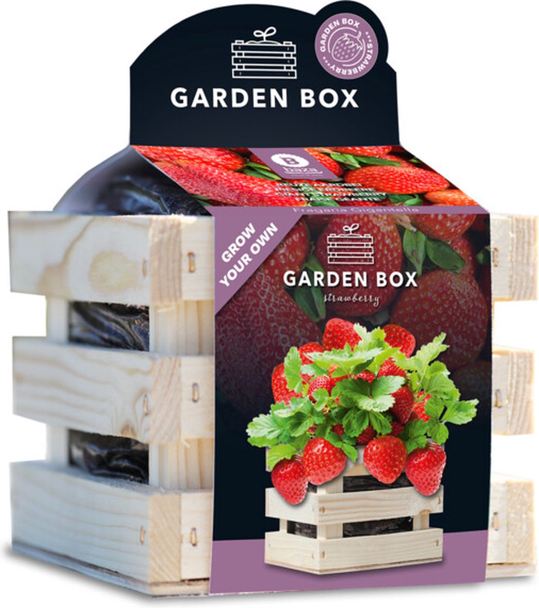 Baza Garden Box Strawberry Reuze Aardbei