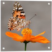 WallClassics - Poster de jardin - Papillon Oranje sur Bloem' Oranje - 50x50 cm Photo sur Poster de jardin (décoration murale pour l'extérieur et l'intérieur)