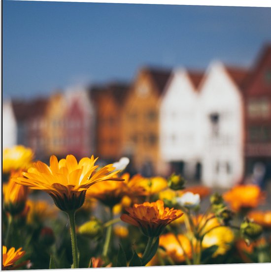 Dibond - Geel Bloemenveld voor Rij Amsterdamse Grachtenpanden - 80x80 cm Foto op Aluminium (Wanddecoratie van metaal)