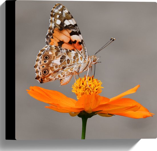 WallClassics - Canvas - Oranje Vlinder op Oranje Bloem - 30x30 cm Foto op Canvas Schilderij (Wanddecoratie op Canvas)