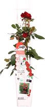 Hello Plants Rosa Crazy in Love Red Klimroos - Klimplant Rozenstruik - Ø 15 cm - Hoogte: 65 cm